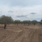 Photo-20 : Terrain Agricole Elga à EL Fahs