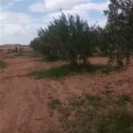 Photo-11 : Terrain Agricole Wallis à Sidi Aich
