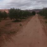 Photo-9 : Terrain Agricole Zelina à Sidi Aich