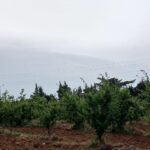Photo-8 : Terrain Agricole Asouja à Ghar EL Mellah