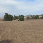 Photo-15 : Terrain Agricole Elga à EL Fahs