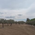Photo-17 : Terrain Agricole Elga à EL Fahs