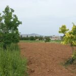 Photo-16 : Terrain Agricole Asouja à Ghar EL Mellah