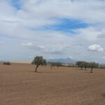 Photo-11 : Terrain Agricole Elga à EL Fahs