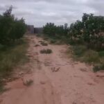 Photo-15 : Terrain Agricole Zelina à Sidi Aich