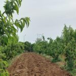 Photo-14 : Terrain Agricole Asouja à Ghar EL Mellah