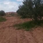 Photo-9 : Terrain Agricole Wallis à Sidi Aich