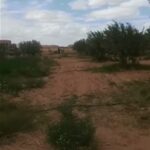 Photo-5 : Terrain Agricole Wallis à Sidi Aich