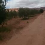 Photo-5 : Terrain Agricole Zelina à Sidi Aich