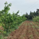 Photo-7 : Terrain Agricole Asouja à Ghar EL Mellah