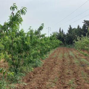 Terrain Agricole Asouja à Ghar EL Mellah