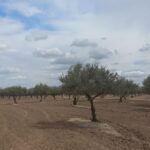 Photo-5 : Terrain Agricole Elga à EL Fahs