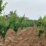 Photo-5 : Terrain Agricole Asouja à Ghar EL Mellah