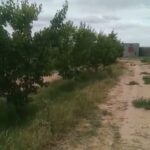 Photo-4 : Terrain Agricole Zelina à Sidi Aich