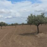 Photo-4 : Terrain Agricole Elga à EL Fahs