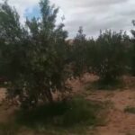 Photo-3 : Terrain Agricole Zelina à Sidi Aich