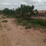 Photo-2 : Terrain Agricole Zelina à Sidi Aich