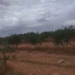 Photo-13 : Terrain Agricole Zelina à Sidi Aich