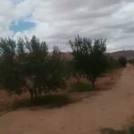Photo-1 : Terrain Agricole Zelina à Sidi Aich