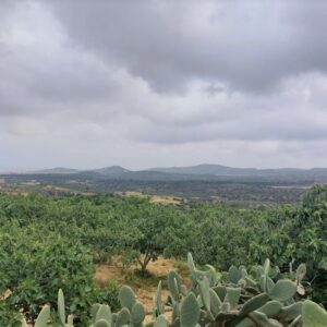 Terrain agricole de 4 hectares à El houaria, Nabeul