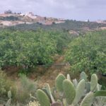 Photo-1 : Terrain agricole de 4 hectares à El houaria, Nabeul