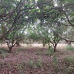 Photo-11 : Terrain agricole de 4 hectares à El houaria, Nabeul