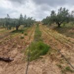 Photo-12 : Terrain agricole de 4 hectares à El houaria, Nabeul