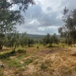 Photo-14 : Terrain agricole de 4 hectares à El houaria, Nabeul