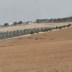 LOTS AGRICOLE DE 01 Ha