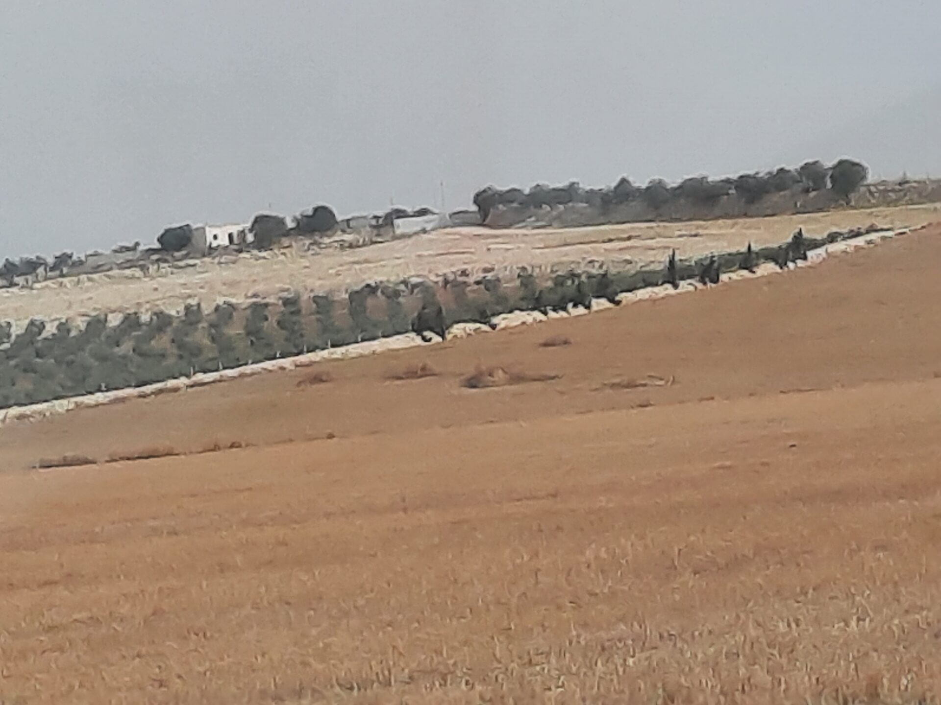 Agricultural Land for Sale in Tunis