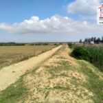Photo-2 : Terrain Agricole Rihane à Cherfech, Sidi Thabet