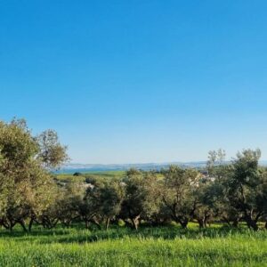 Terrain Agricole Anhar à Bizerte