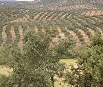FERME A TUNIS