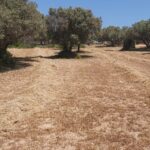 Photo-2 : Terrain Agricole Anhar à Bizerte