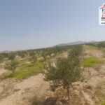 Photo-14 : Terrain Agricole Salazar à Sidi Aich