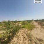 Photo-12 : Terrain Agricole Salazar à Sidi Aich
