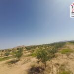 Photo-13 : Terrain Agricole Salazar à Sidi Aich