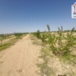 Photo-8 : Terrain Agricole Salazar à Sidi Aich