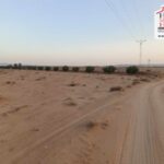 Photo-5 : Terrain Agricole BEDIA à Sidi Aich