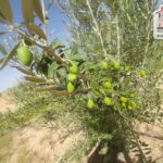 Photo-10 : Terrain Agricole Salazar à Sidi Aich