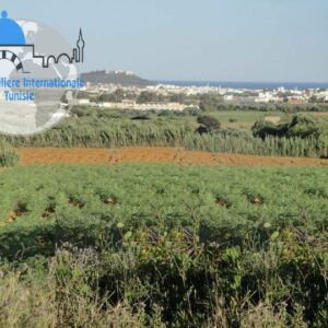 Ferme de 1.5ha à Kalaa Kbira Sousse