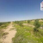 Photo-16 : Terrain Agricole Salazar à Sidi Aich