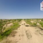 Photo-11 : Terrain Agricole Salazar à Sidi Aich
