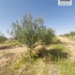 Photo-9 : Terrain Agricole Salazar à Sidi Aich