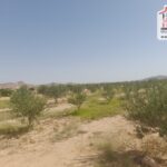 Photo-6 : Terrain Agricole Salazar à Sidi Aich
