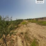 Photo-3 : Terrain Agricole Salazar à Sidi Aich