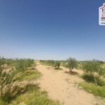 Photo-4 : Terrain Agricole Salazar à Sidi Aich