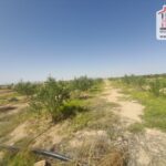 Photo-2 : Terrain Agricole Salazar à Sidi Aich