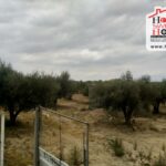 Photo-5 : Terrain Agricole Idil à Sidi Thabet