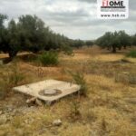 Photo-4 : Terrain Agricole Yigit à Cebelet Ben Ammar